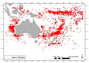 Sighting locations of sperm whales by American whaling vessels: 1820-1925